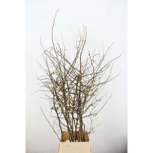CHAENOMELES APPLE BLOSSOM 140CM
