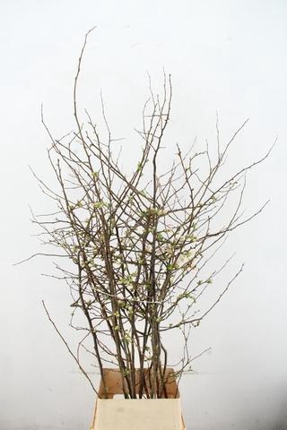 <h4>CHAENOMELES APPLE BLOSSOM 140CM</h4>