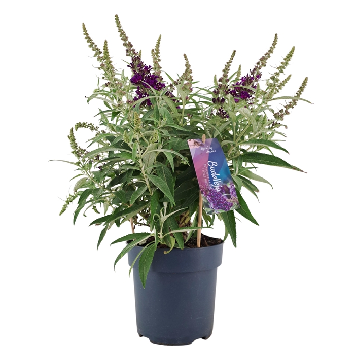 <h4>Buddleja Candy 'Little Purple' p17 (PT)</h4>