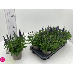 VERO SP ANNIVERS BL