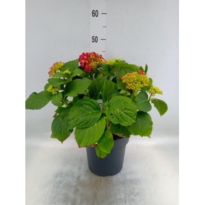 Hydrangea mac. 'Hi Fire'
