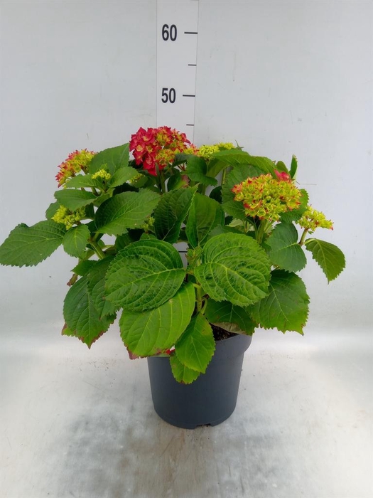 <h4>Hydrangea mac. 'Hi Fire'</h4>