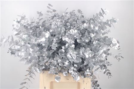 <h4>Euca Cinerea Silver Per Bunch 400 Gram</h4>