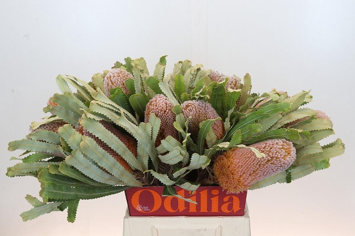 <h4>Banksia Burdettii</h4>