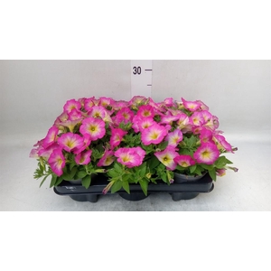 Petunia  'Cascadias'   ...mix