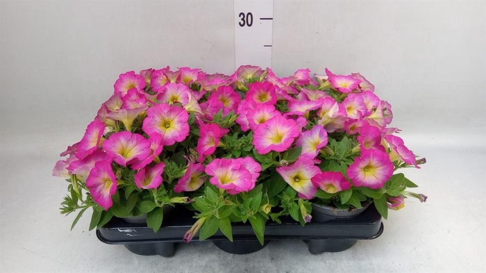 <h4>Petunia 'Cascadias' ...mix</h4>