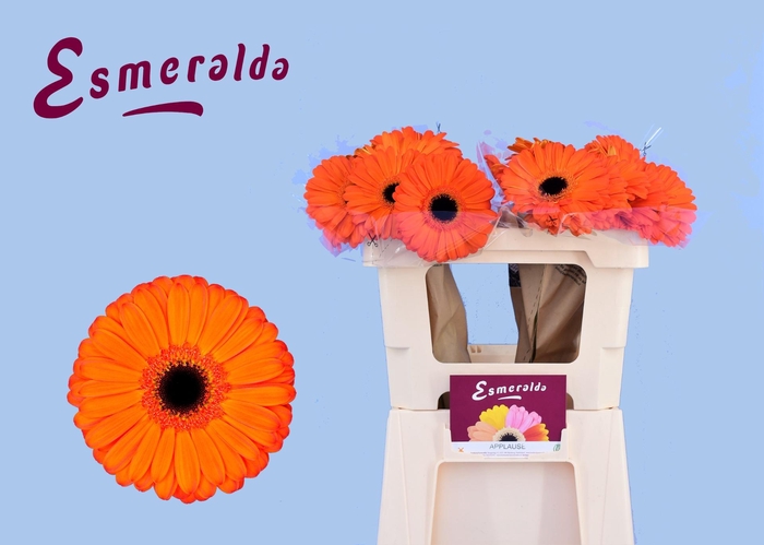 <h4>GE GR APPLAUSE</h4>