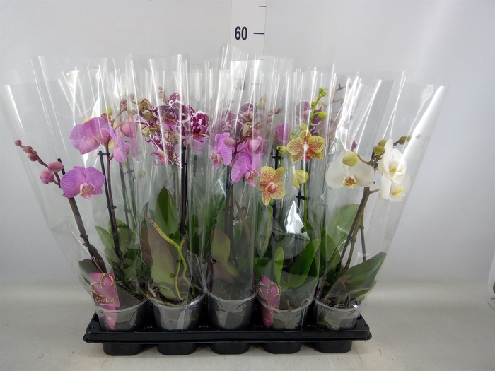 <h4>Phalaenopsis   ...mix</h4>