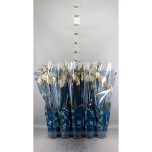 Phalaenopsis   ...white