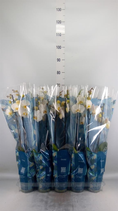 <h4>Phalaenopsis   ...white</h4>