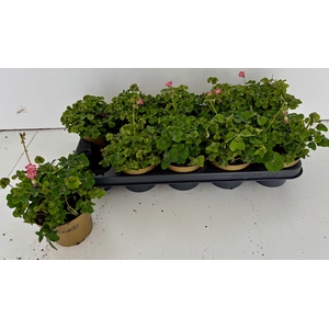 OXALIS OV