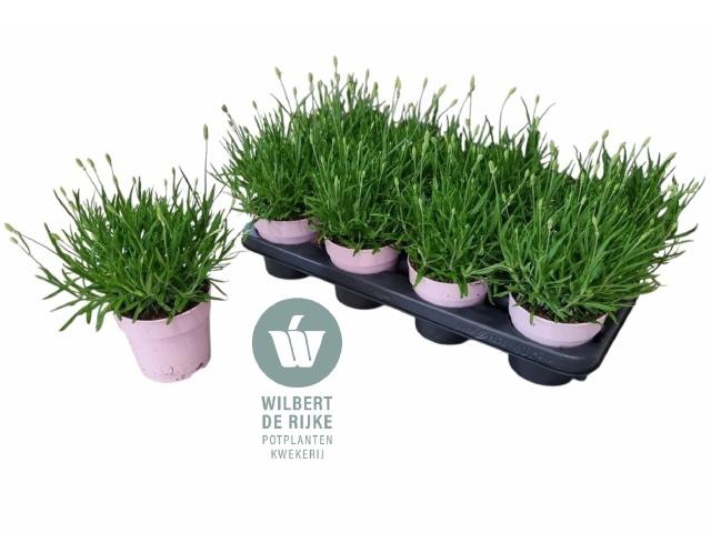 <h4>LAVAN AN ROSEA</h4>