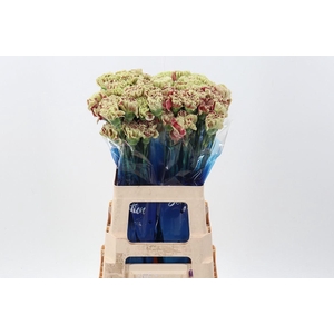 Dianthus ST 'Wine Cover'