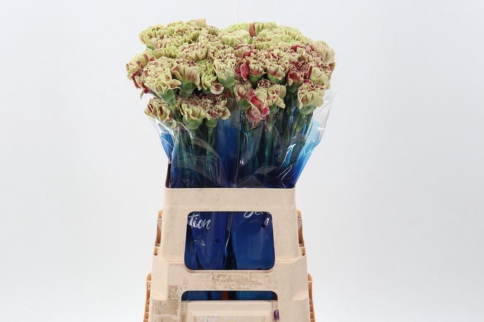 <h4>Dianthus ST 'Wine Cover'</h4>