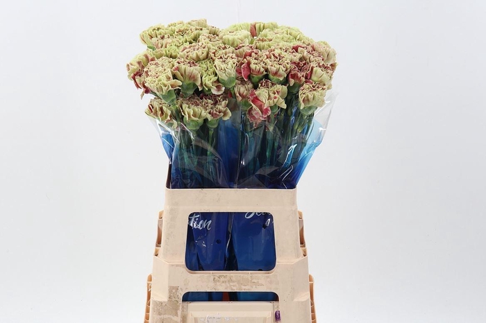 <h4>Dianthus ST 'Wine Cover'</h4>