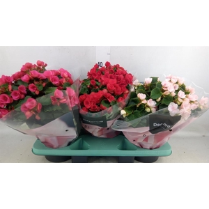Begonia elat. EN 'Betulia' ..mix