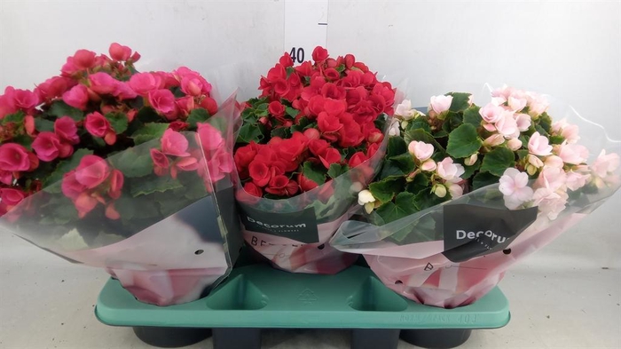 <h4>Begonia elat. EN 'Betulia' ..mix</h4>