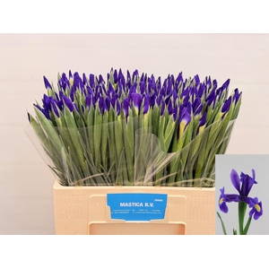 IRIS BLUE MAGIC