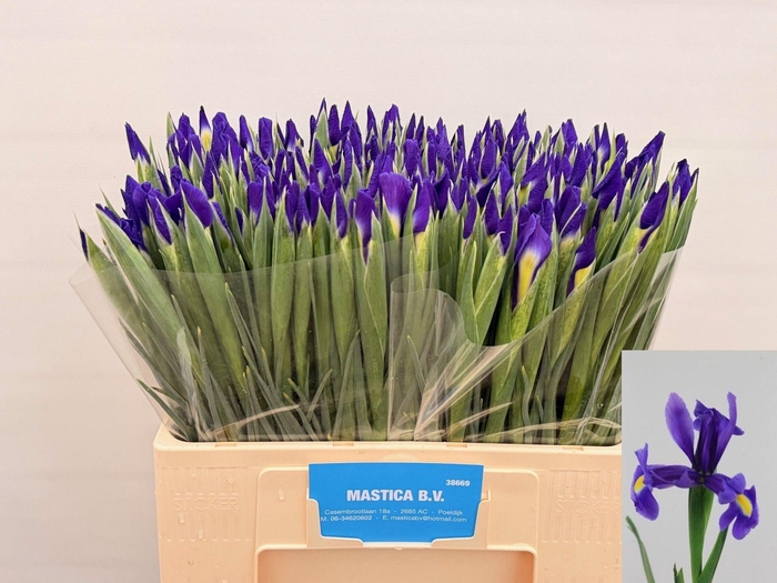 <h4>IRIS BLUE MAGIC</h4>