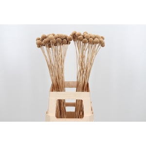 Craspedia Kl Bh Antiek Goud Xl