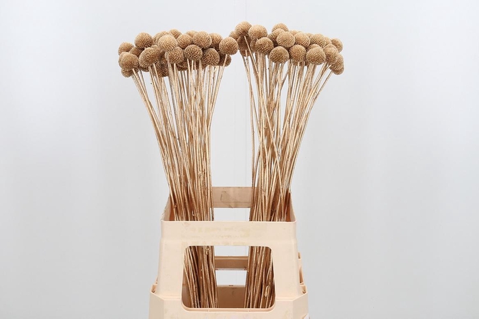 <h4>Craspedia Kl Bh Antiek Goud Xl</h4>