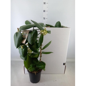 Hoya calycina 'Stargazer'