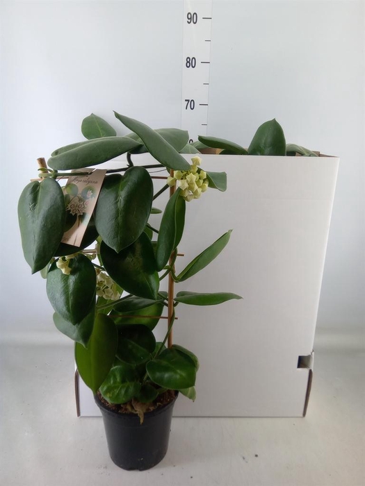 <h4>Hoya calycina 'Stargazer'</h4>