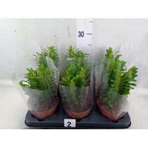 Euphorbia trigona