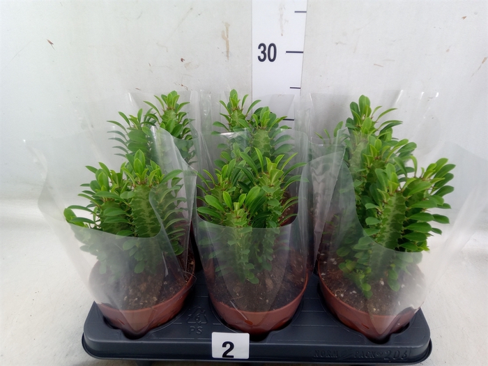 <h4>Euphorbia trigona</h4>