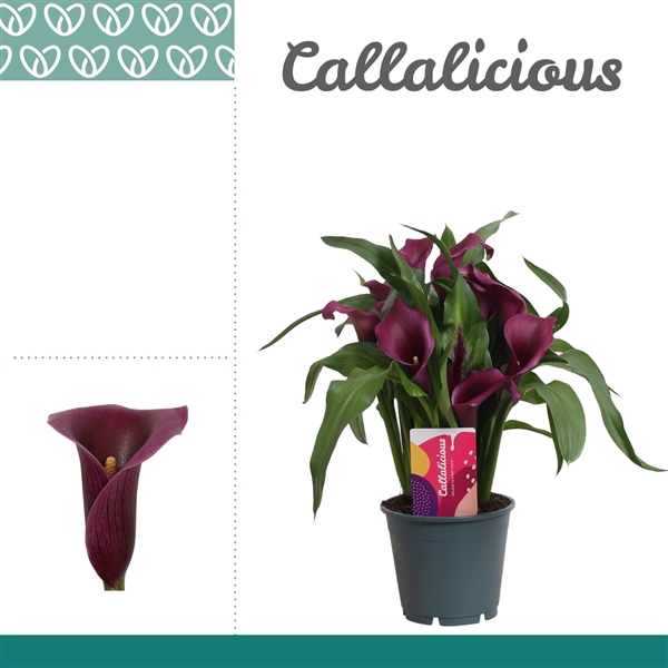 <h4>Zantedeschia Paars</h4>