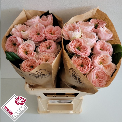 <h4>R Gr Sweet Diamond Wans</h4>