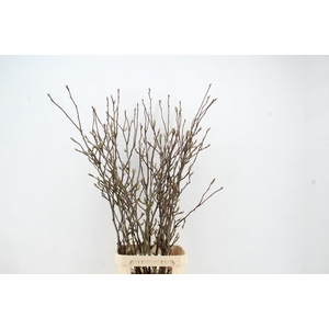 MAGNOLIA GRANDIFLORA X9