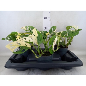 Monstera   ...
