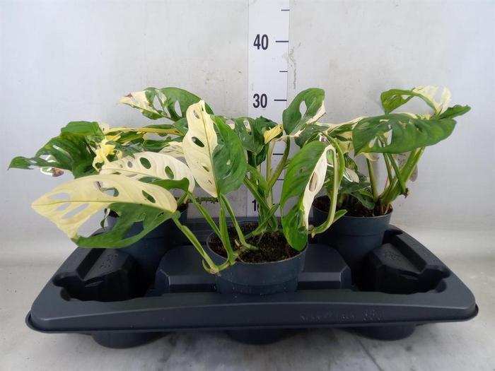 <h4>Monstera   ...</h4>