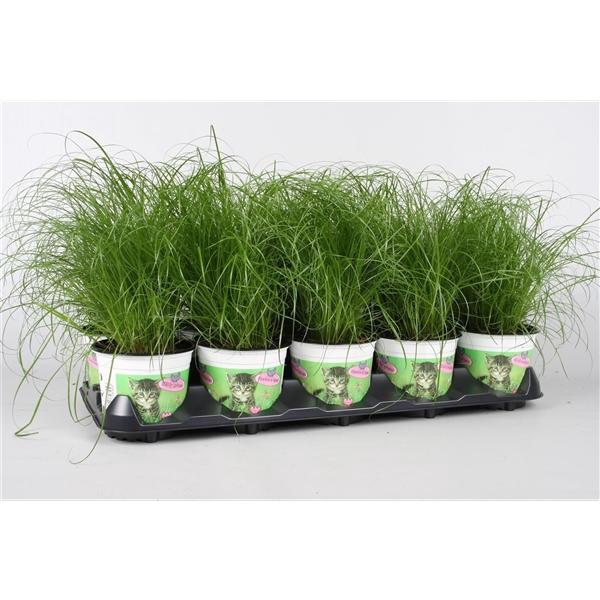 <h4>Cyperus alternifolius 'Zumula'</h4>