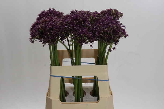 <h4>Allium Miami</h4>