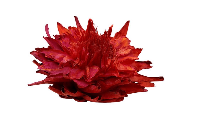 Dried Artz Cynara Heads Monet