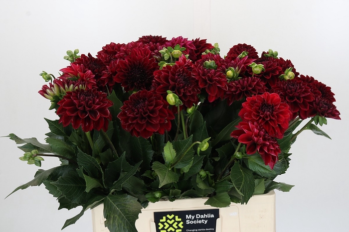 <h4>Dahlia Cognac Brandy</h4>