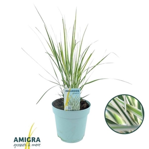 Calamagrostis acutiflora x 'Overdam'