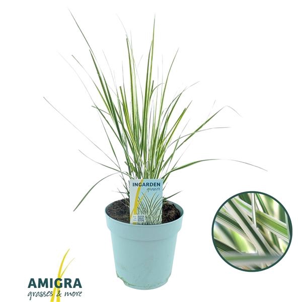 <h4>Calamagrostis acutiflora x 'Overdam'</h4>