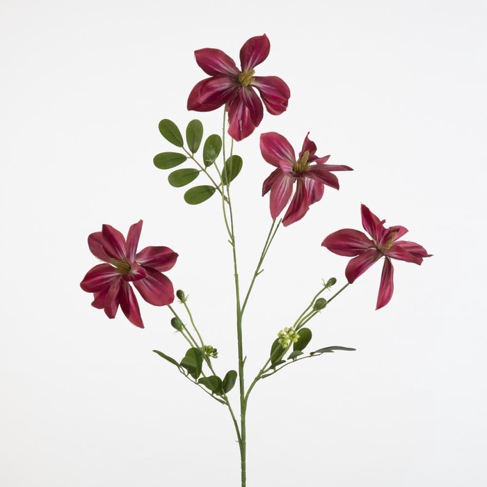 <h4>AF Clematis x4 L92cm d.pink</h4>