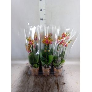 Phalaenopsis multi.   ...orange