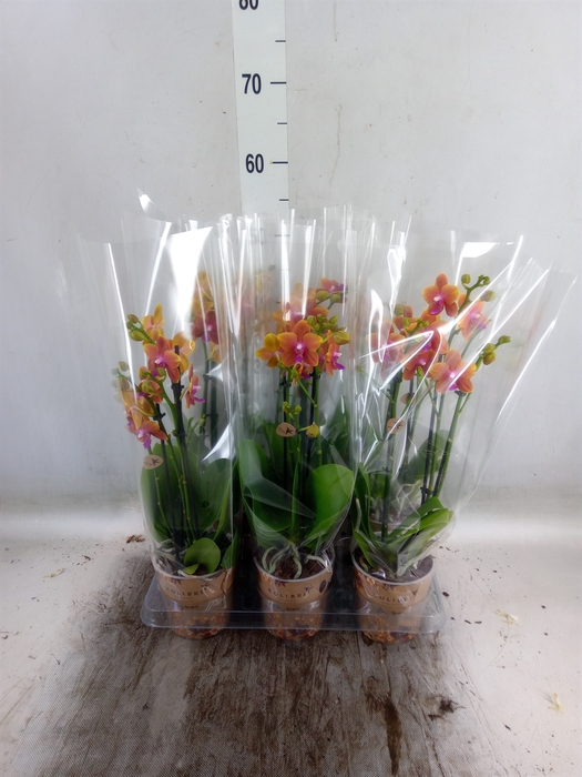 <h4>Phalaenopsis multi.   ...orange</h4>