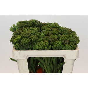 Kaaps Groen Albigreen