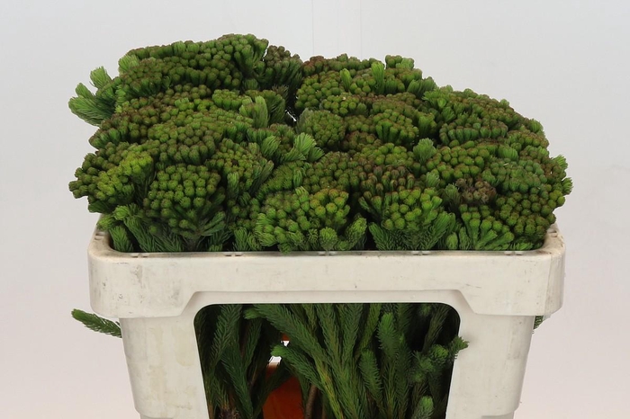 <h4>Kaaps Groen Albigreen</h4>