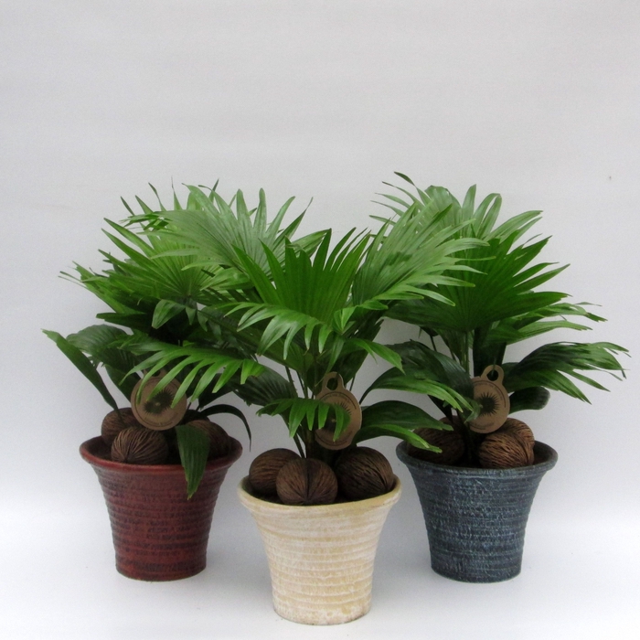 <h4>LIVISTONA ROTUNDIFOL</h4>