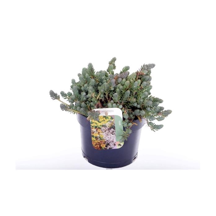 <h4>Sedum reflexum</h4>