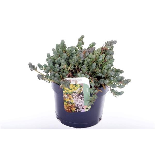 Sedum reflexum