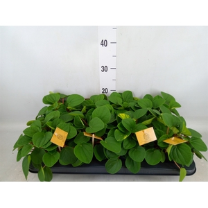 Peperomia albov. 'Rana Verde'