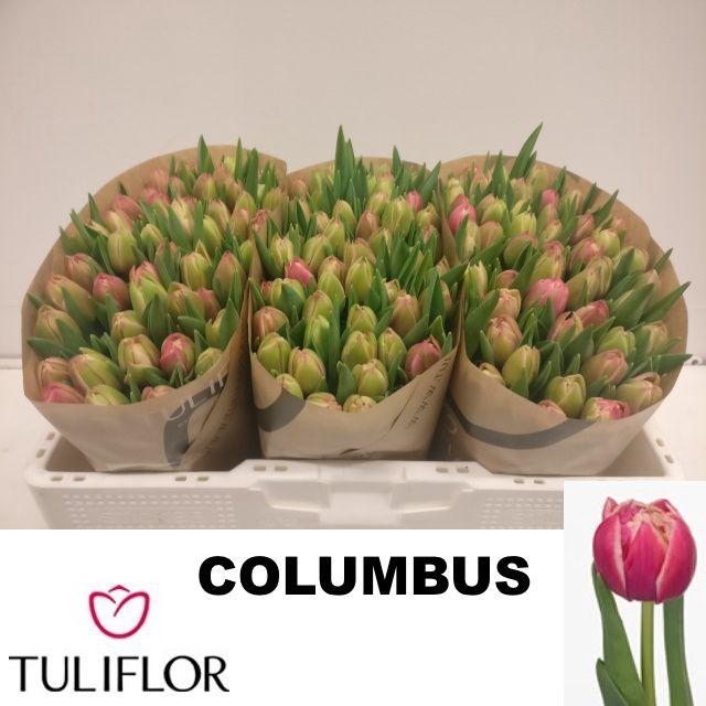 <h4>TU DU COLUMBUS</h4>